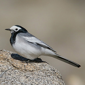 White Wagtail